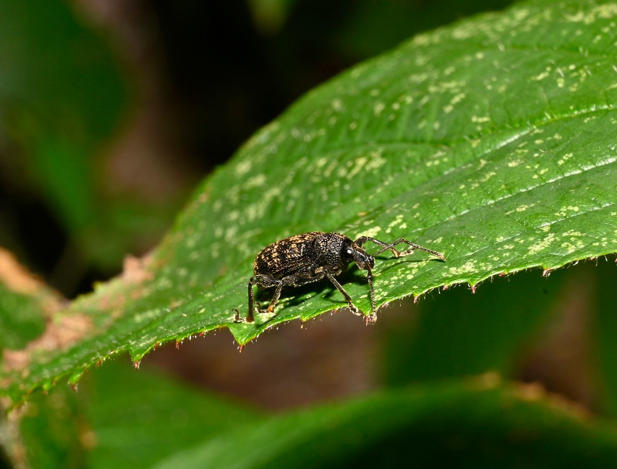 A well focussed Black vine weevil, Otiorhynchus suicatus, walking along a bramble leaf. Close-up with good details.