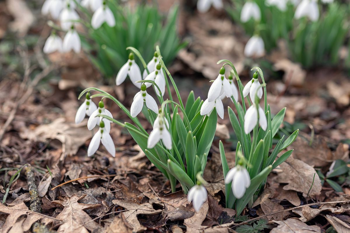 Snowdrops