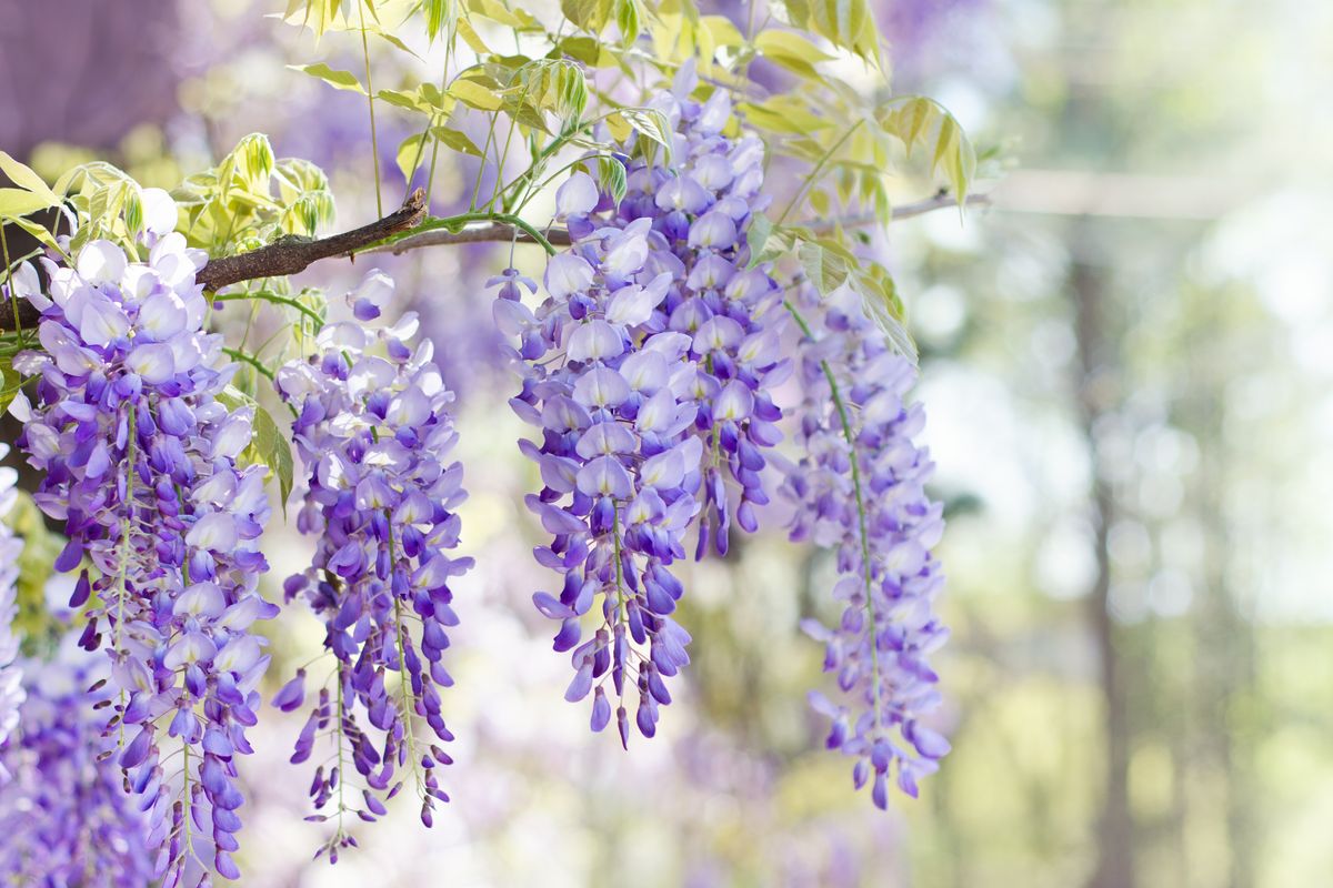 Close up of wisteria flowers blooming in spring
