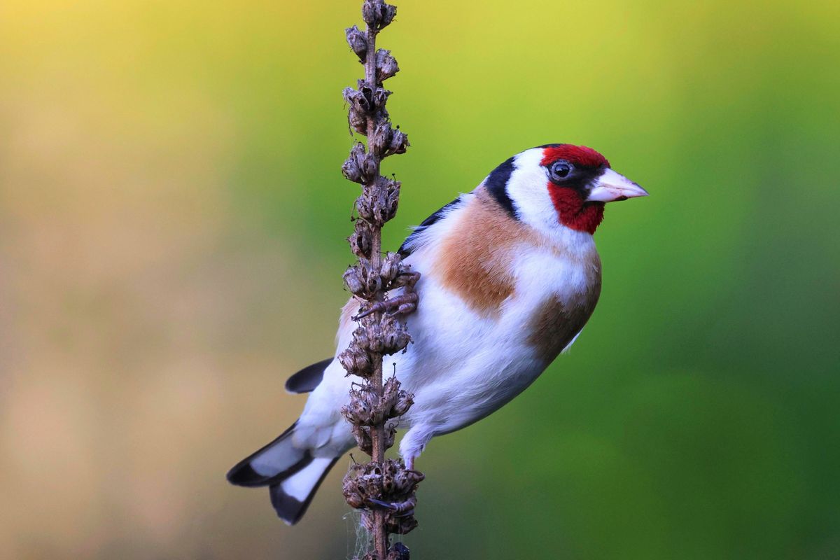 Goldfinch with nice blurred background