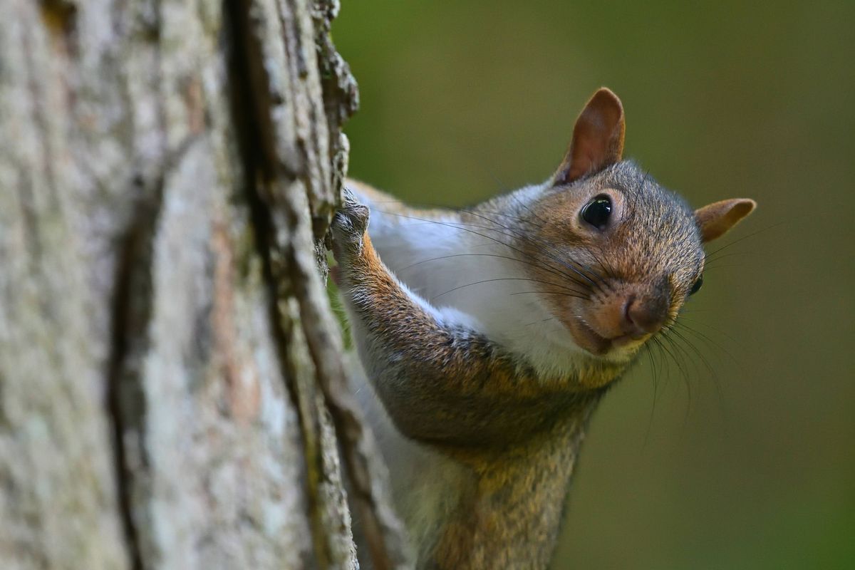 Curious eastern gray squirrel climbing tree