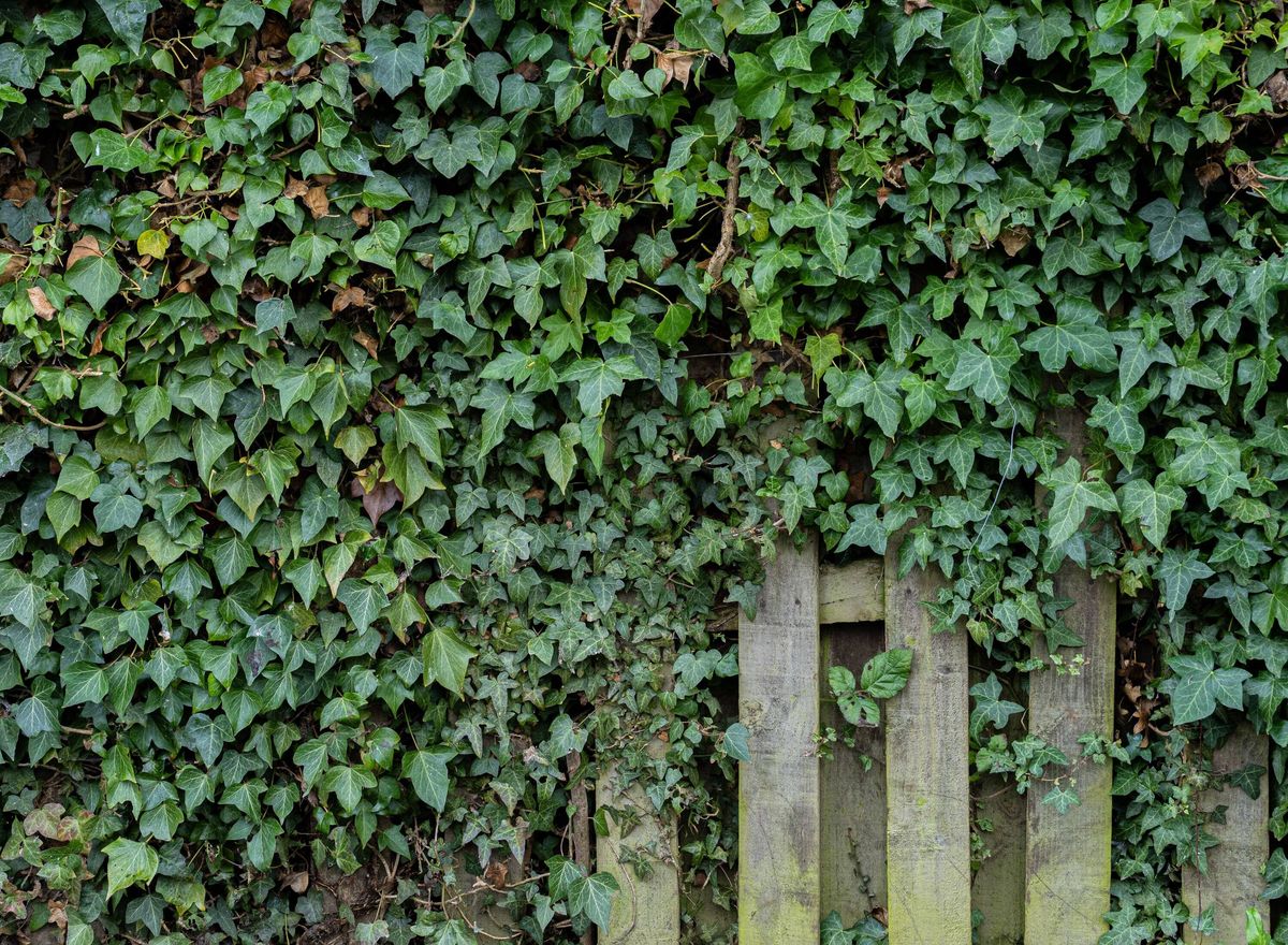 Green Ivy Climbing Old Timber Fence