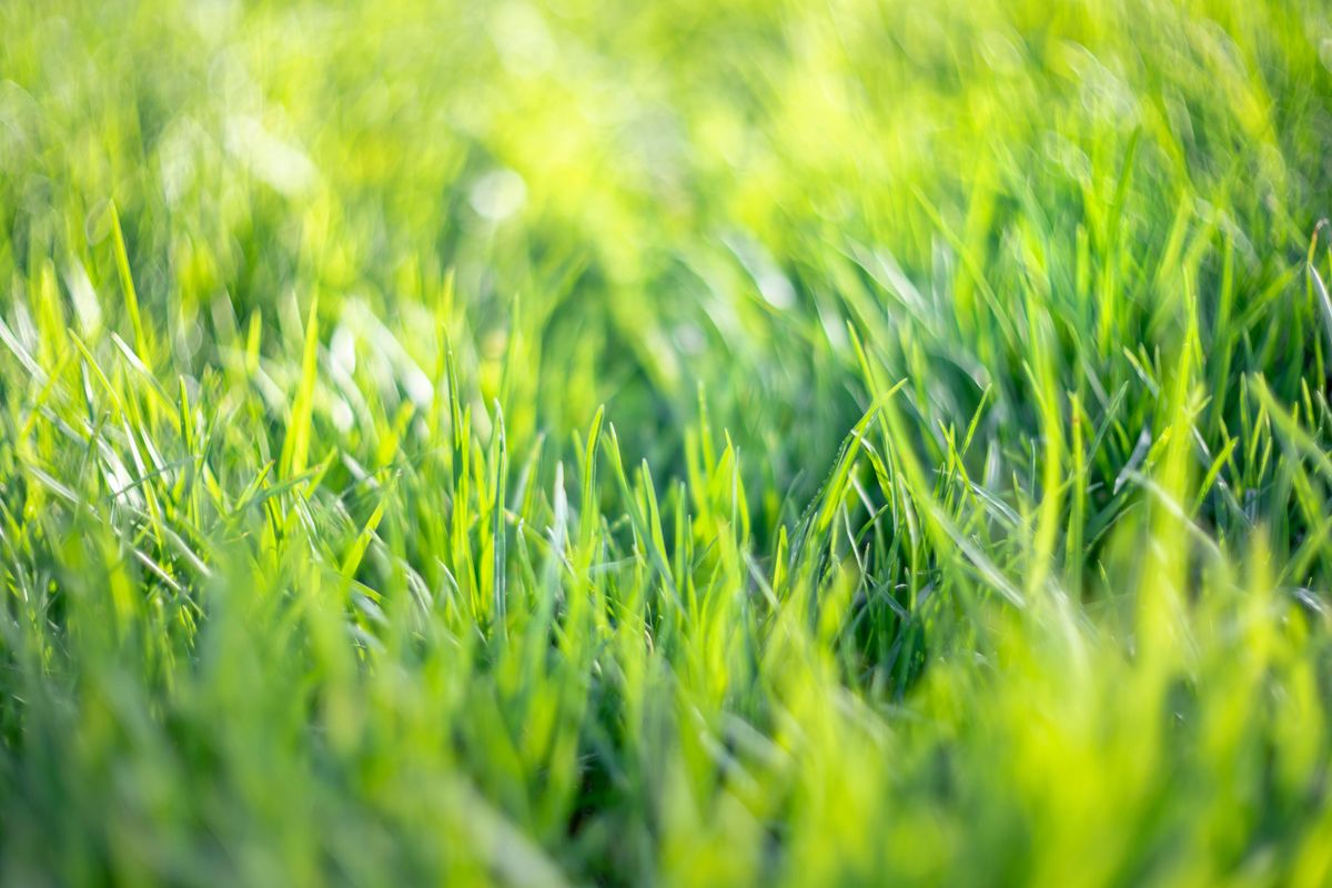 Summer sun shining on lawn
