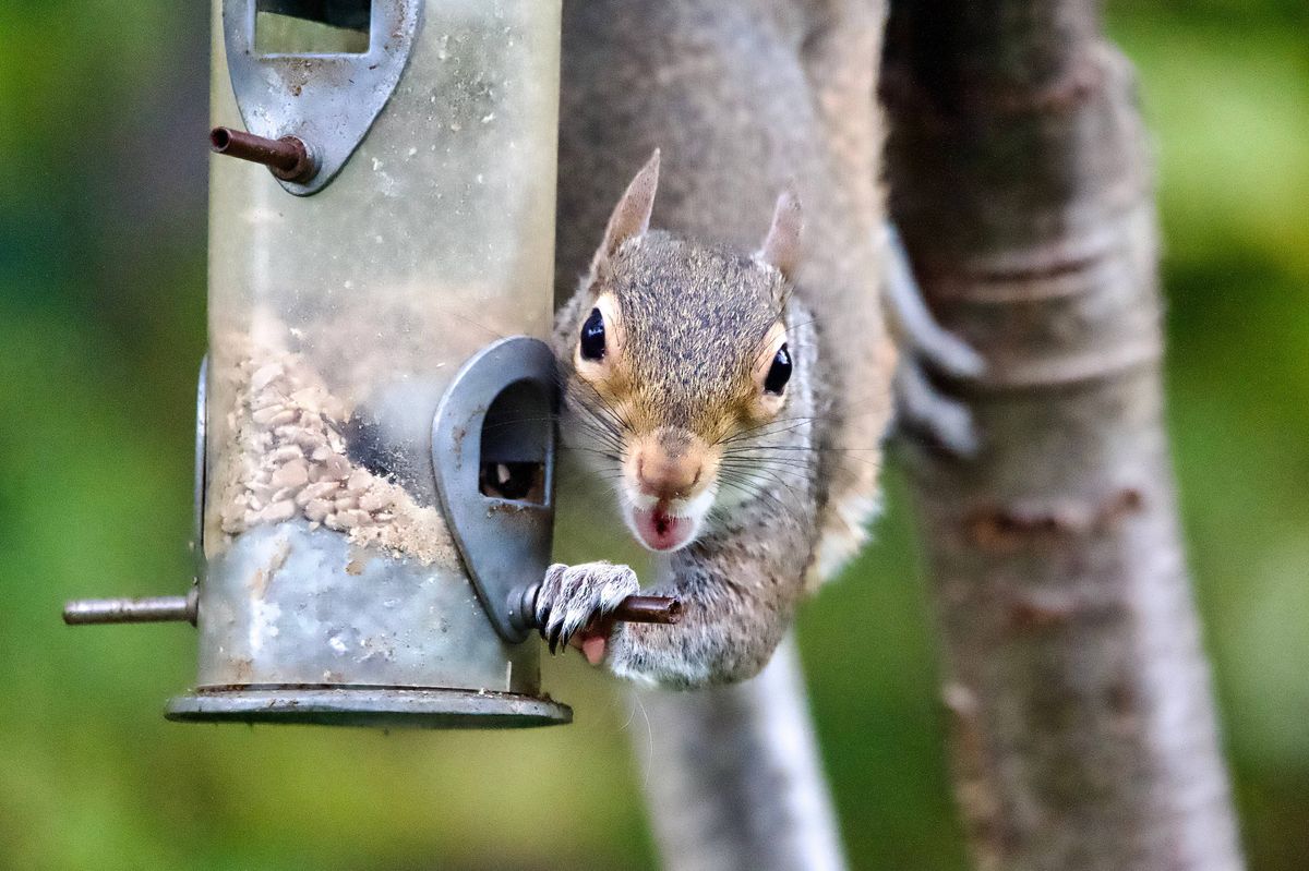 Grey squirrel eating from a bird seed feeder