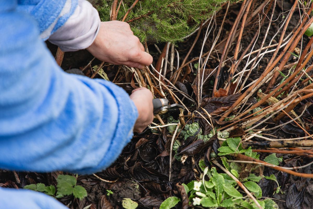 Close-up of hands using secateurs to prune plants in a home garden