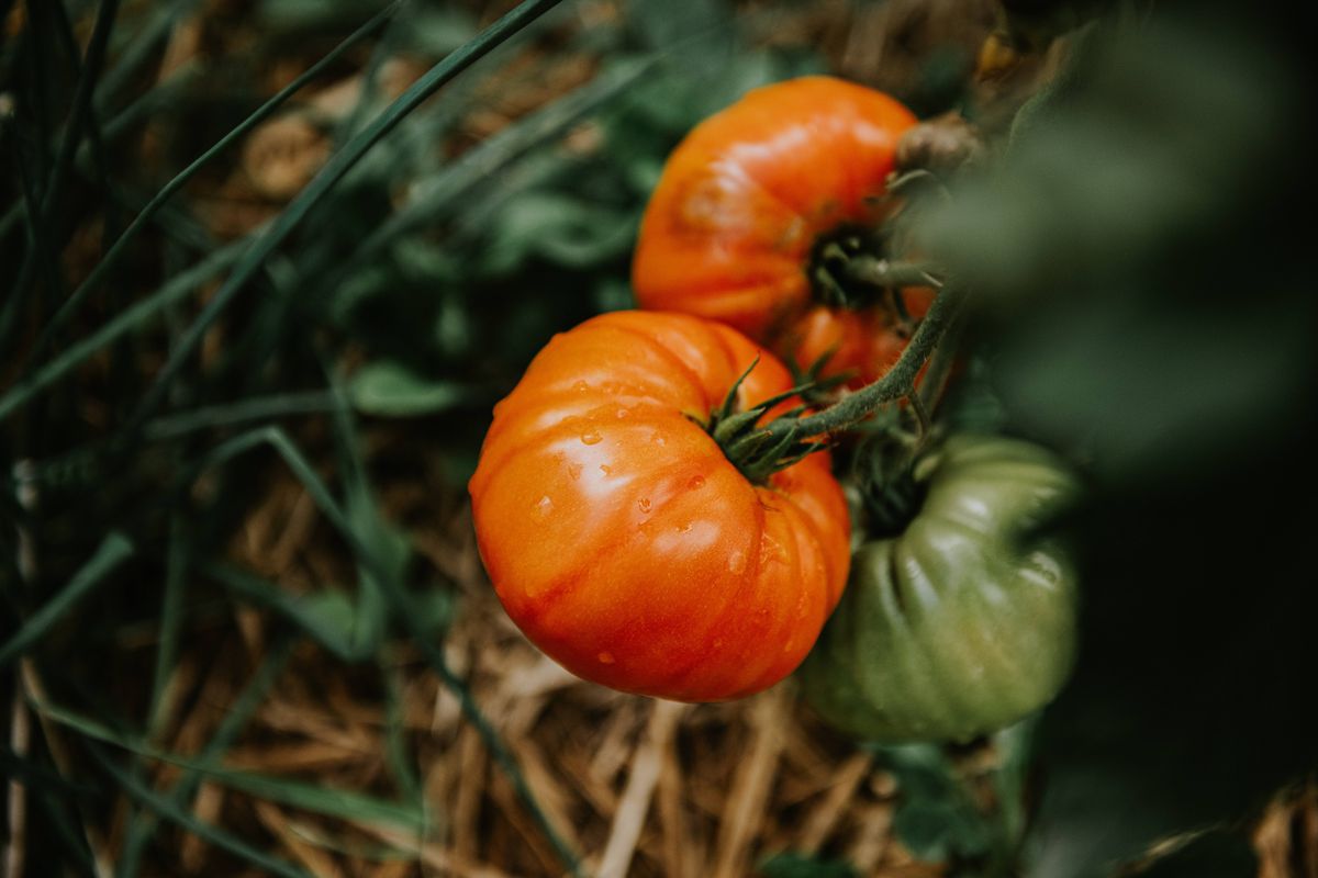 Heirloom tomatoes hang from their vine, displaying rich orange and green hues against a backdrop of lush green foliage, signalling a bountiful late summer harvest.