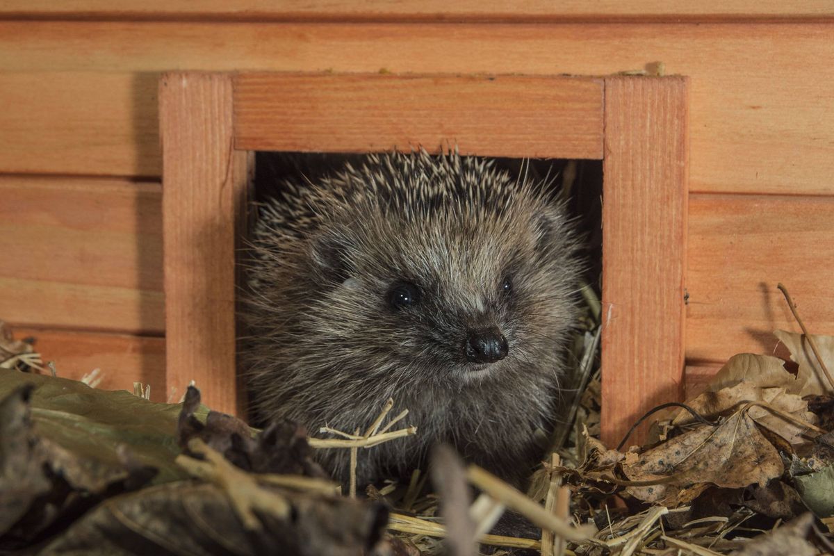 Hedghehog