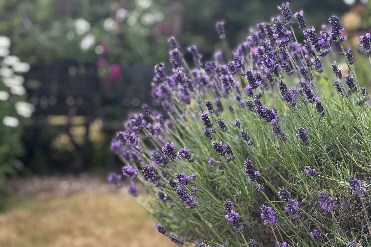 Hidcote lavender in bloom in July