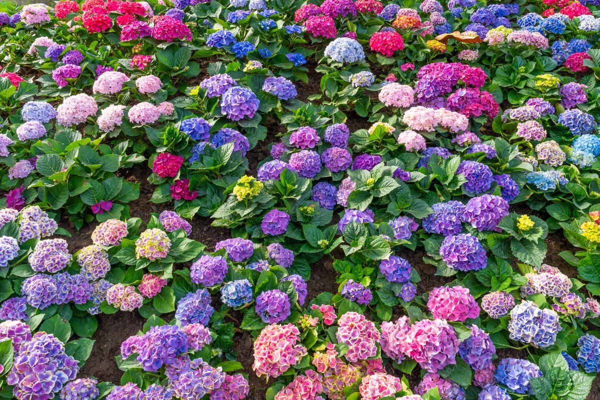 Hydrangea flower in the morning.