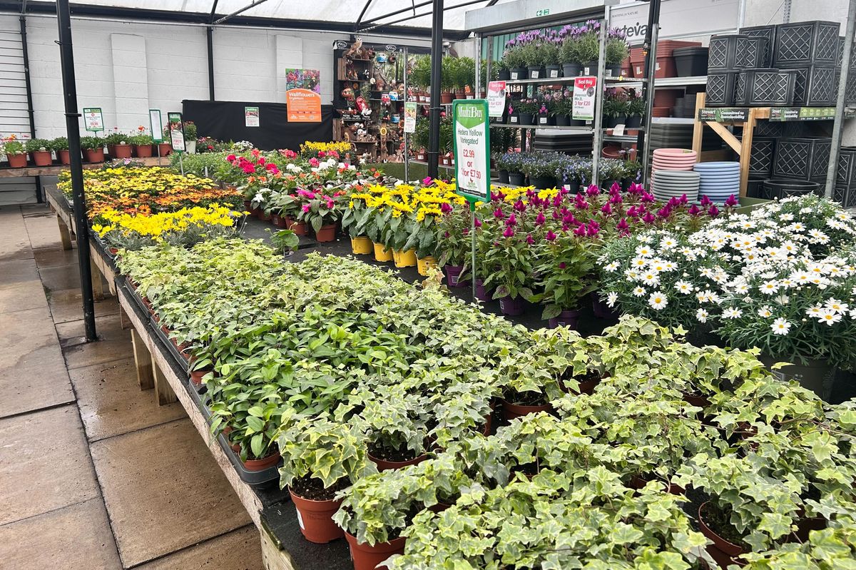 Plants on sale at Mirfield Garden Centre