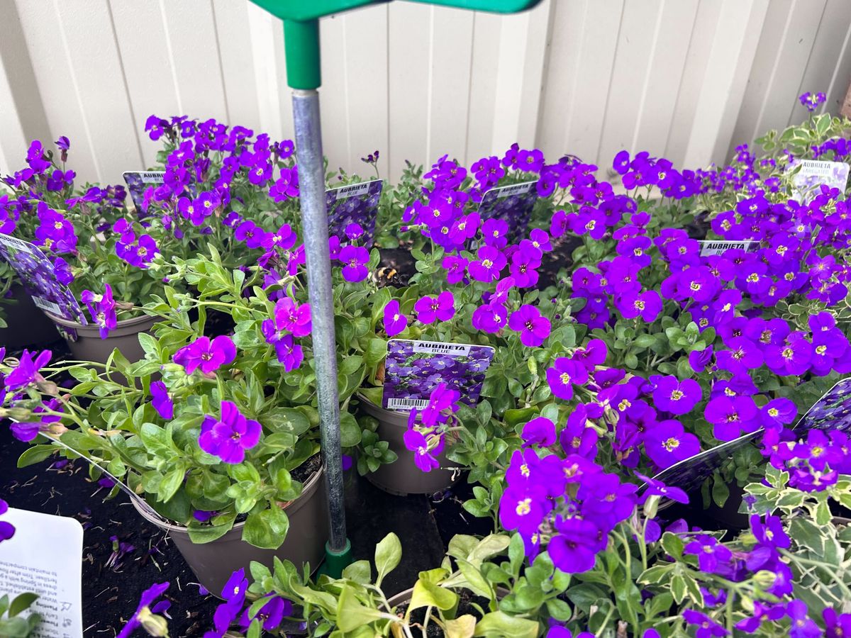 A bee visiting the flowers at Mirfield Garden Centre