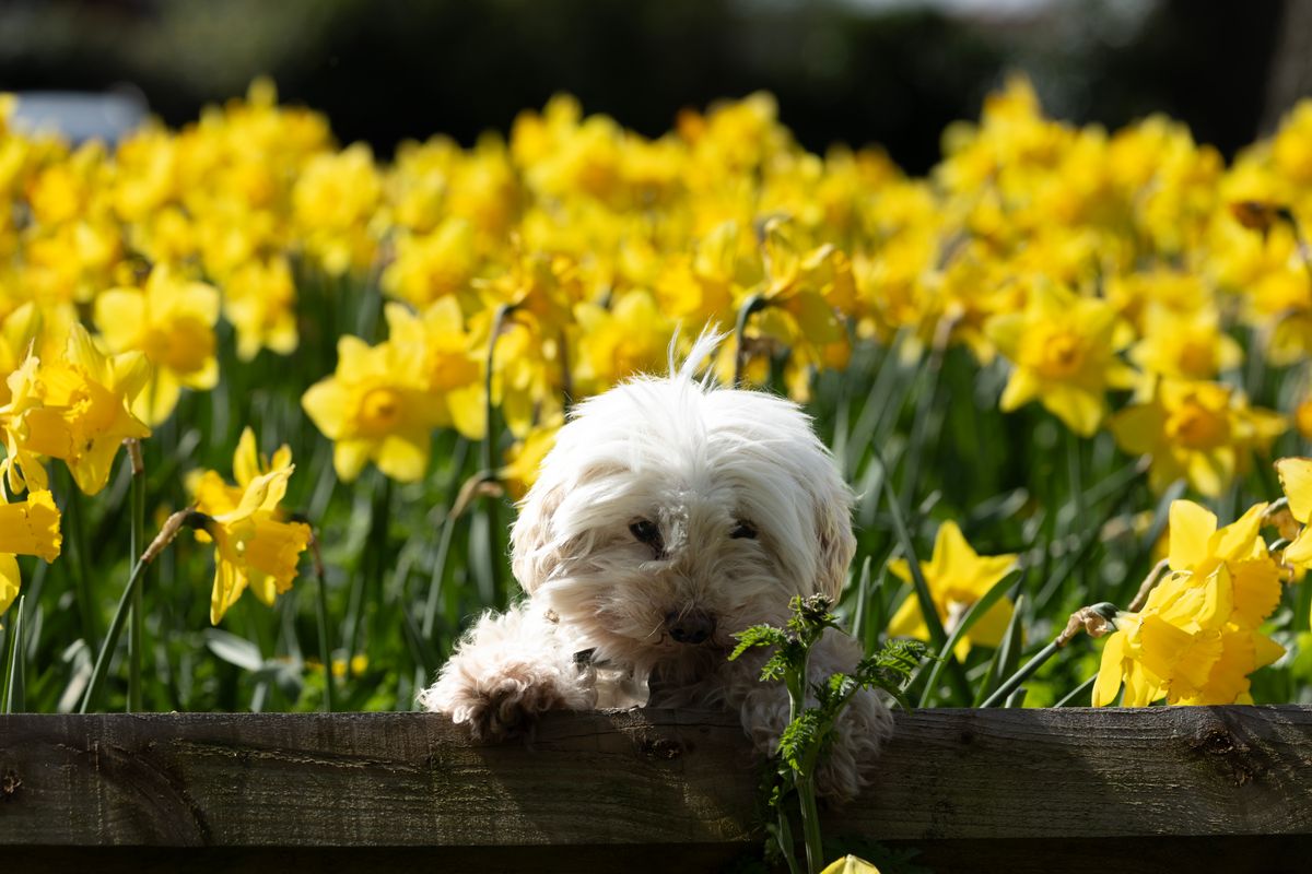 Eddie the dog enjoying the sunshine among daffodils