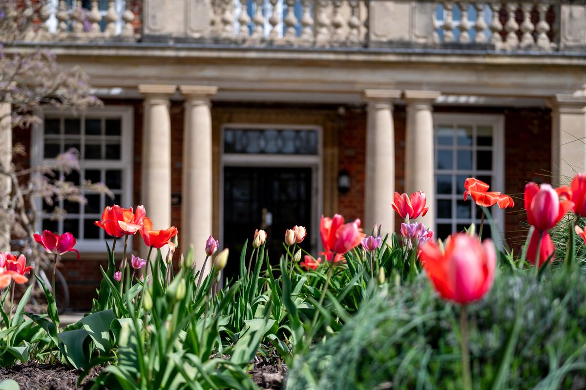 Tulips at the school