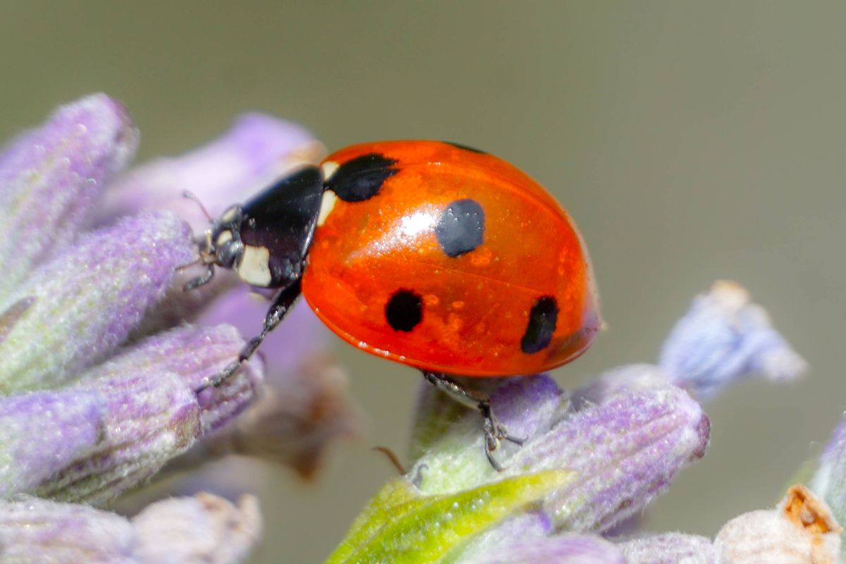 Ladybird Ladybug walking on flower closeup macro