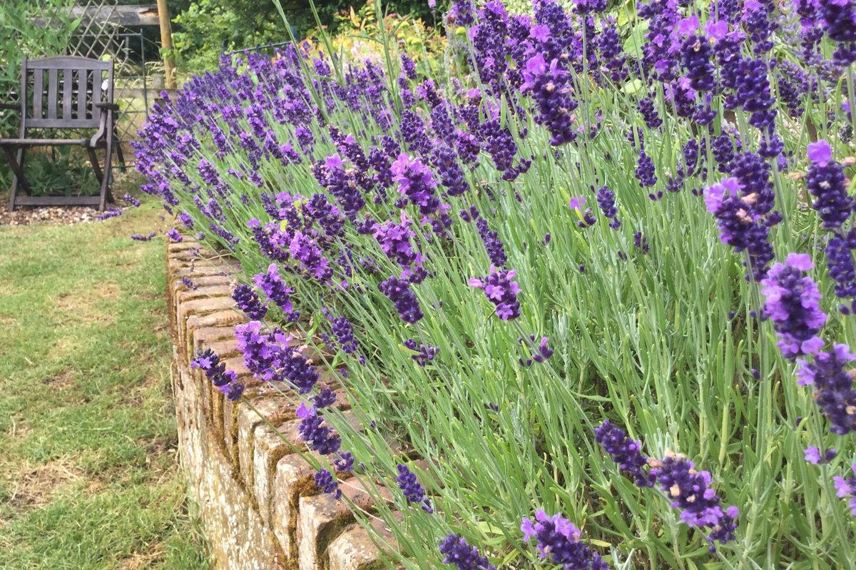 Lavender hidcote in bloom