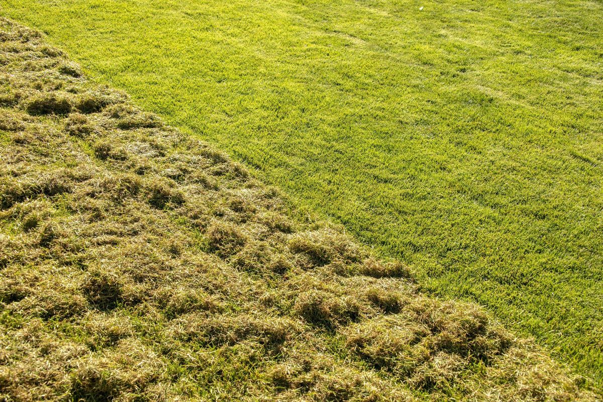 Lawn Scarification and Aeration Treatment. Lawn after scarification. Gardening