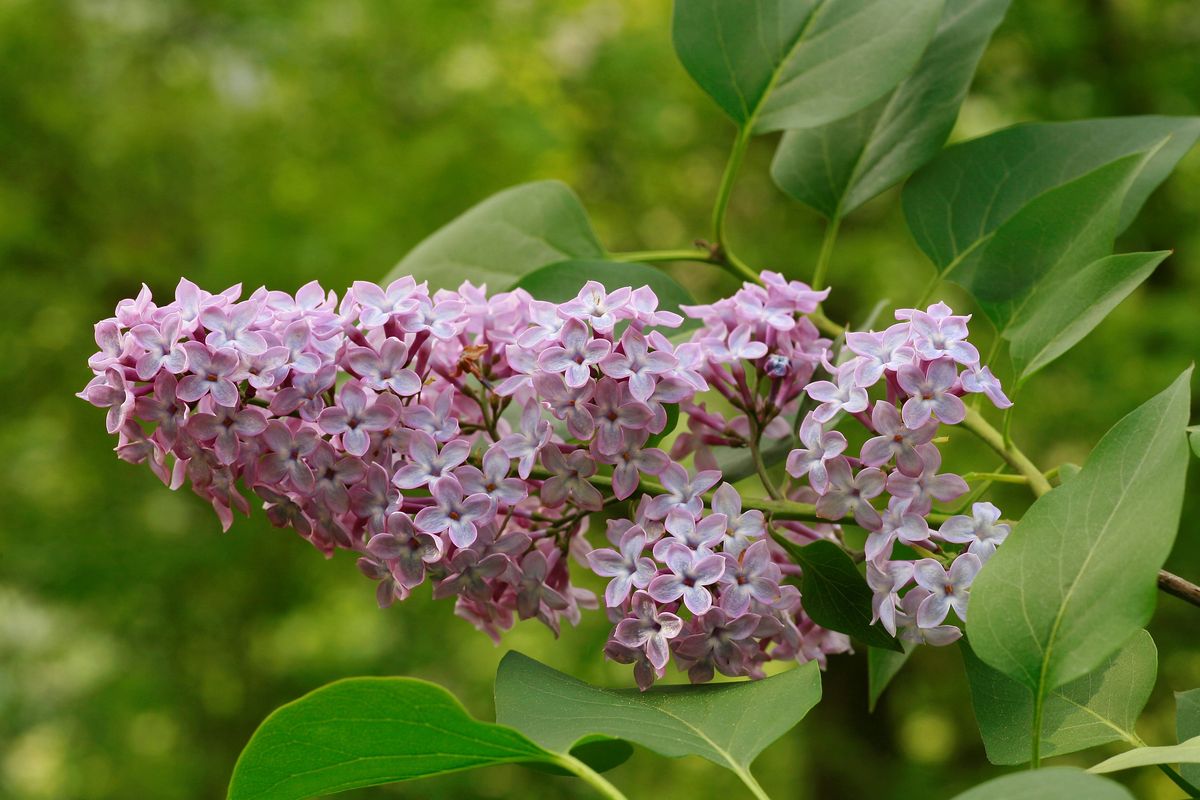 Lilac