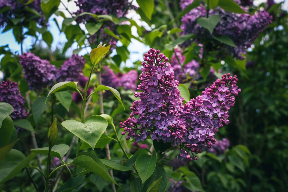 Lilacs