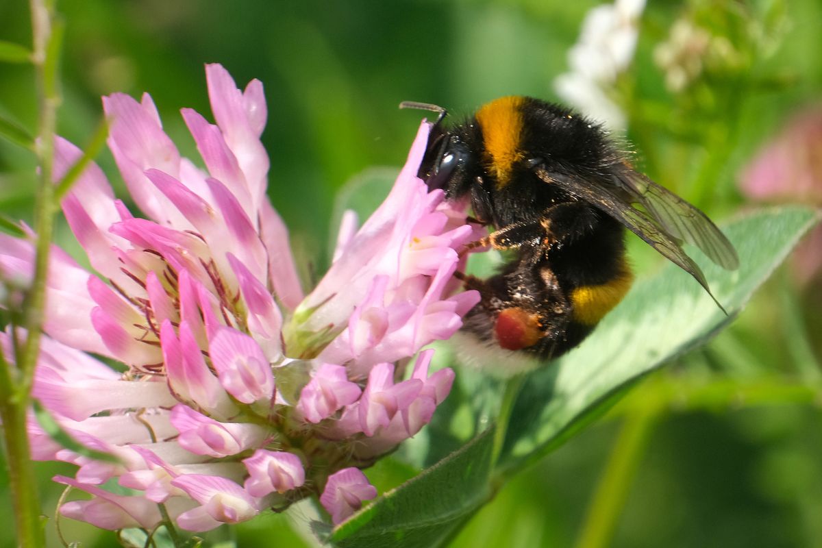 A bumblebee sucks nectar from a flower