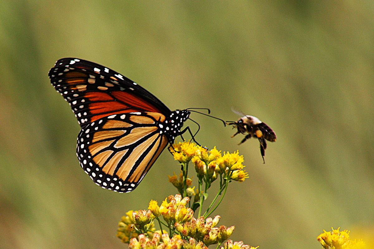 In Late August and Early September, the Monarch Butterflies begin their annual migration across the US, all the way to Mexico. One of the spots that they stop is Stonington Lighthouse, also known as Peninsula Point. A quaint light house surrounded my natural scenery, maintained by the USDA on Lake Michigan. During migration as many as 300 have been counted at a time. While numbers have been dwindling, this year has been reported to be the highest this century. Some are caught, tested for bacteria, and then released with a sticker that acts a tracker. This allows scientists to gather data on their travel and life patterns. They can be found resting in large groups among cedar trees, fluttering about and feeding in the golden rod, and flying around and soaking up some sun around the bay. Their bright orange wings traced with black lines and white spots are unique to their species. Their beauty is pleasure to photograph, and to see so many is truly natural phenomenon.