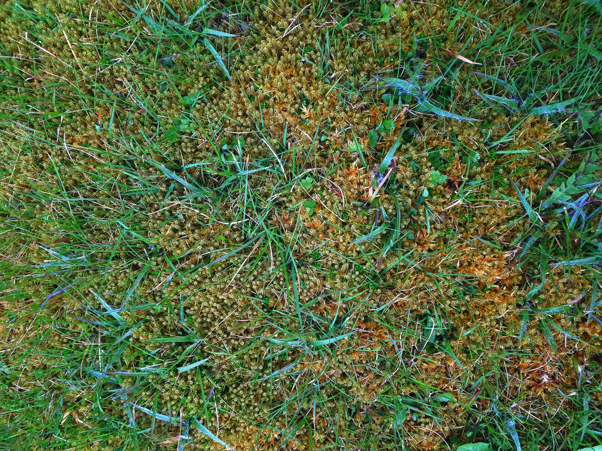 This image of a moss covered lawn would make a great background rather than a stand alone image.The grass is fighting a losing battle in my front garden in Burnley England