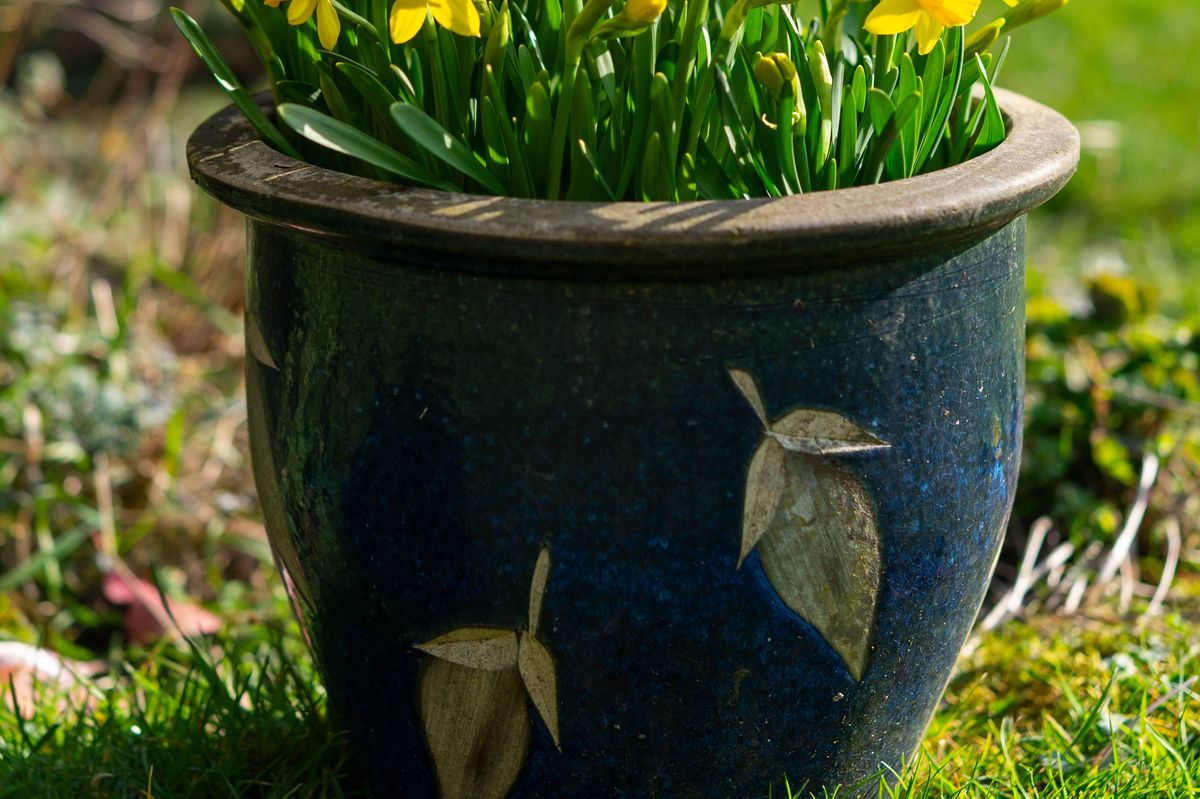 A very popular variety of dwarf daffodil with bright yellow flowers which is often used in containers