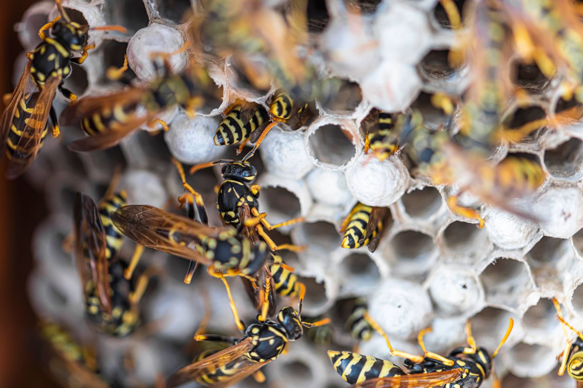 Open wasp nest close up