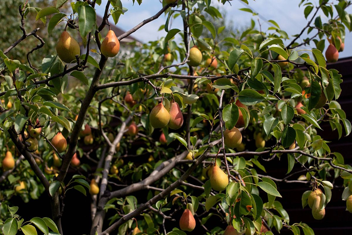 Pears growing on tree in garden