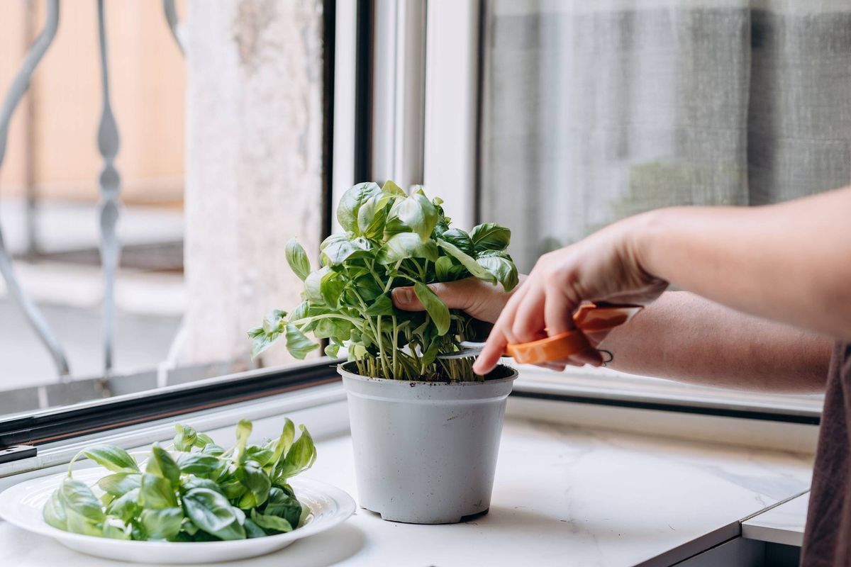 Picking basil