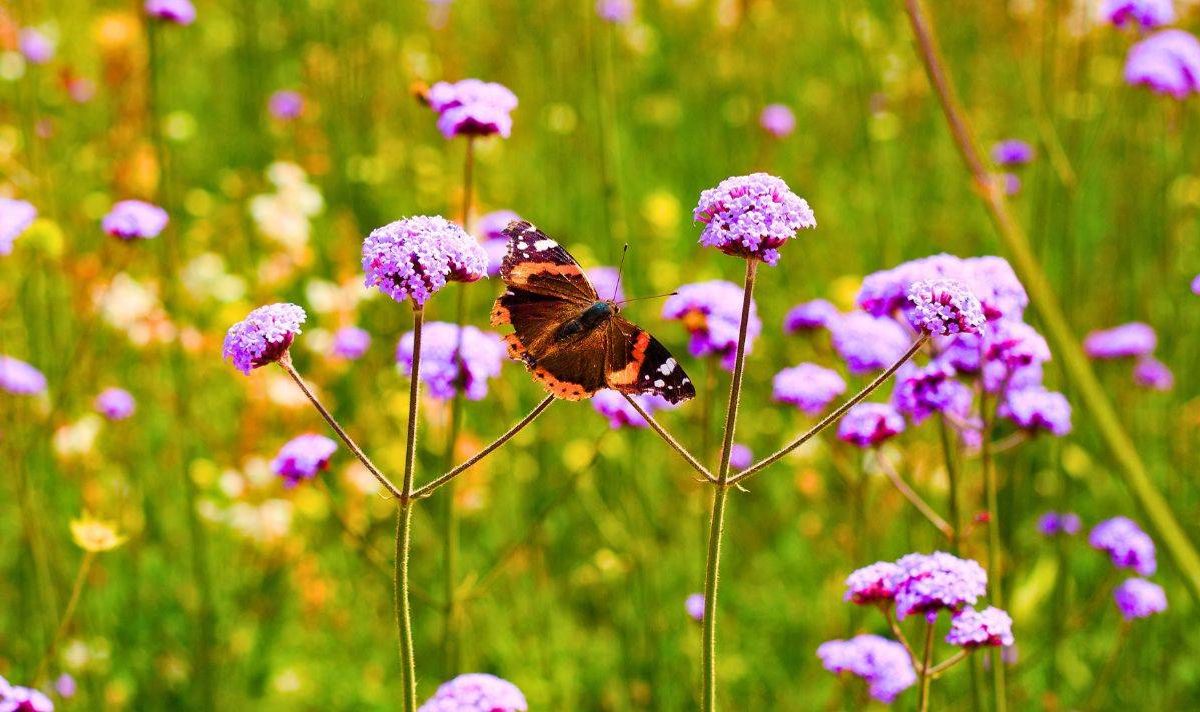 Picture of a butterfly sitting on a wildflower