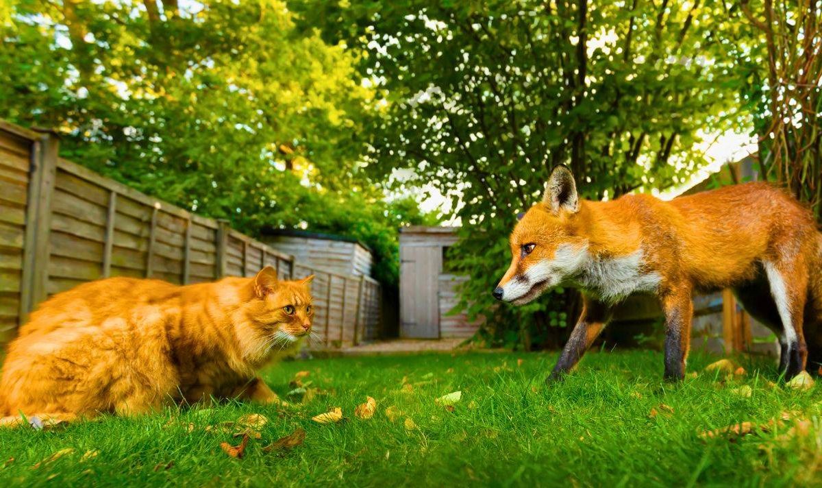 Picture of a cat and a fox being territorial in a garden