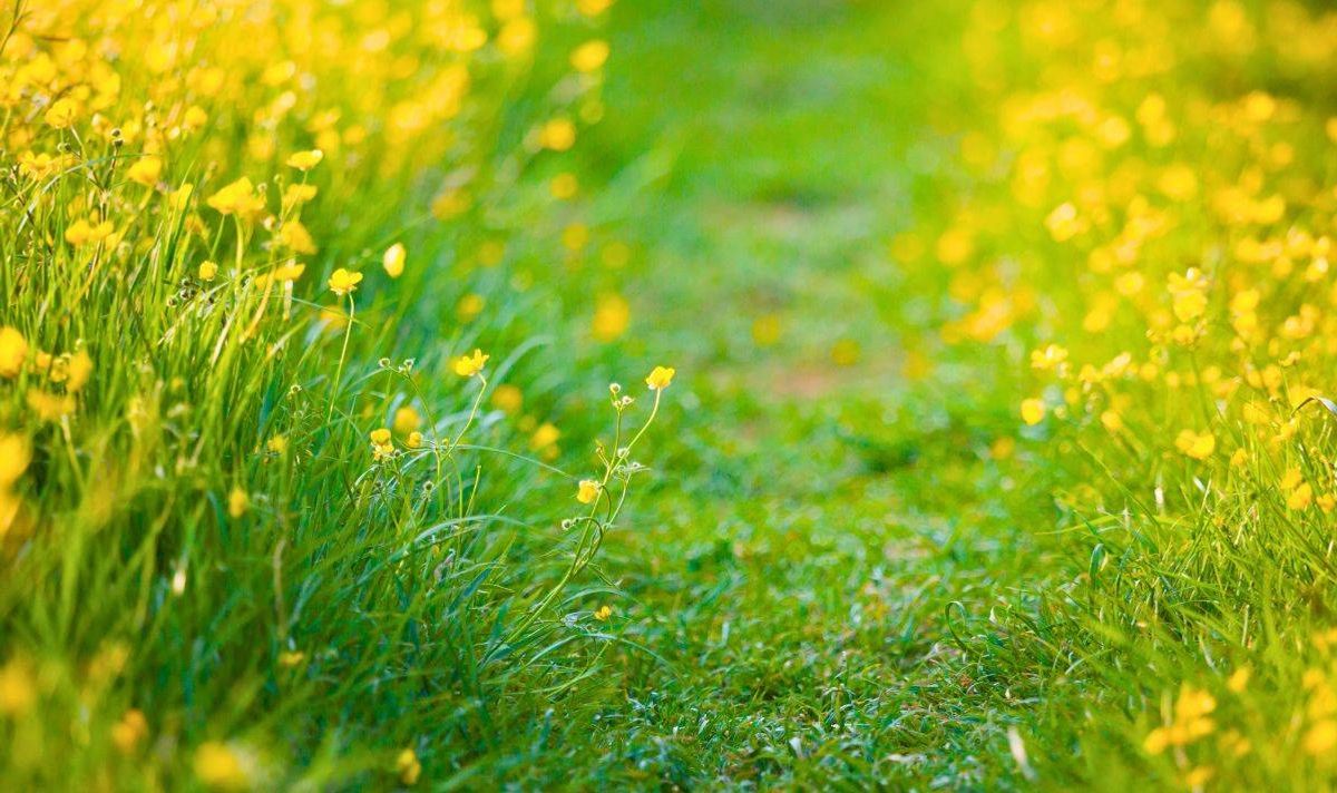 Picture of a lawn with flowers that has also been mowed