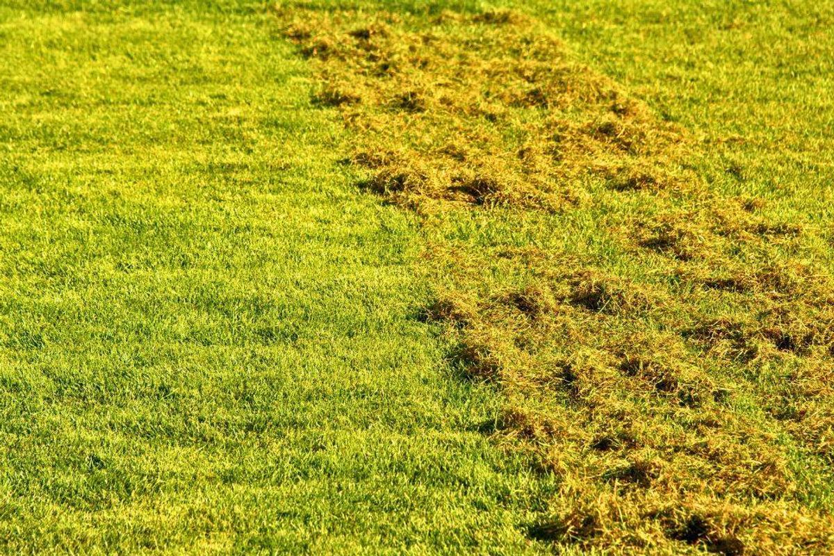 Picture of a mossy lawn