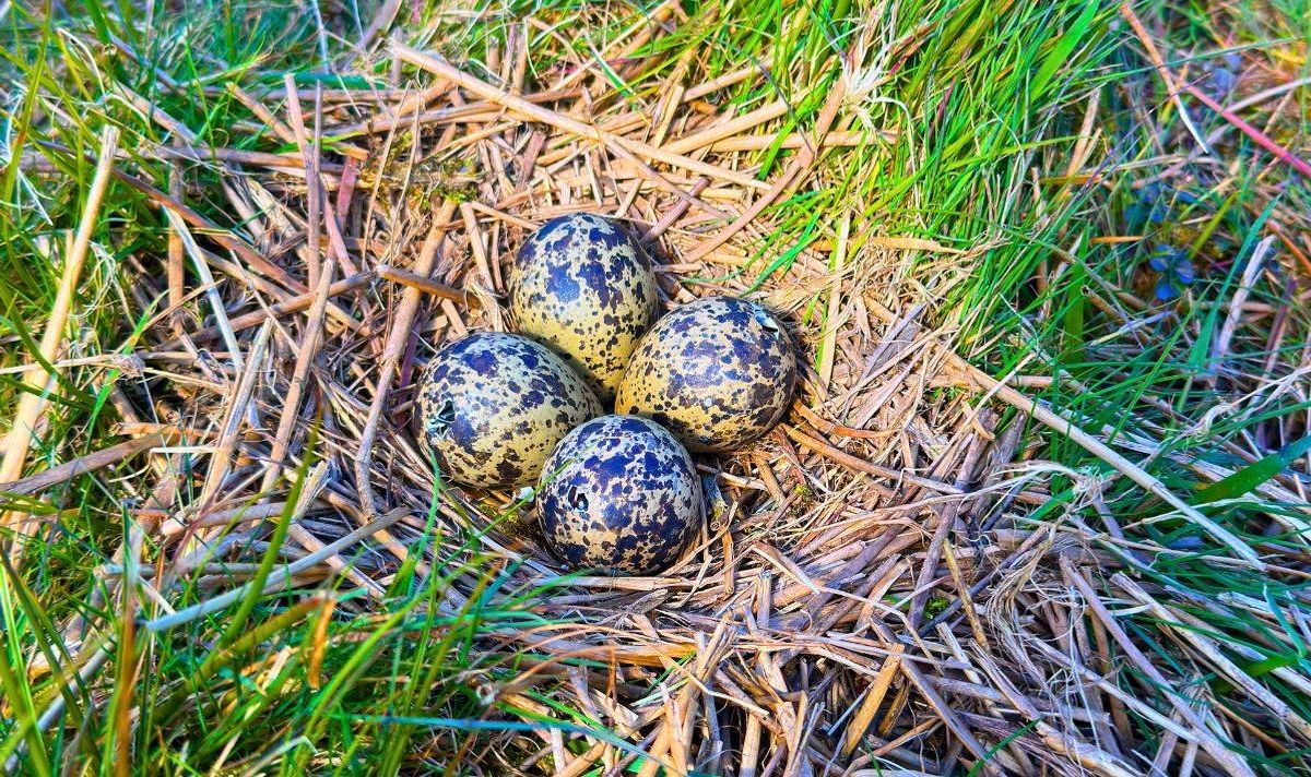 Picture of a nest on the ground