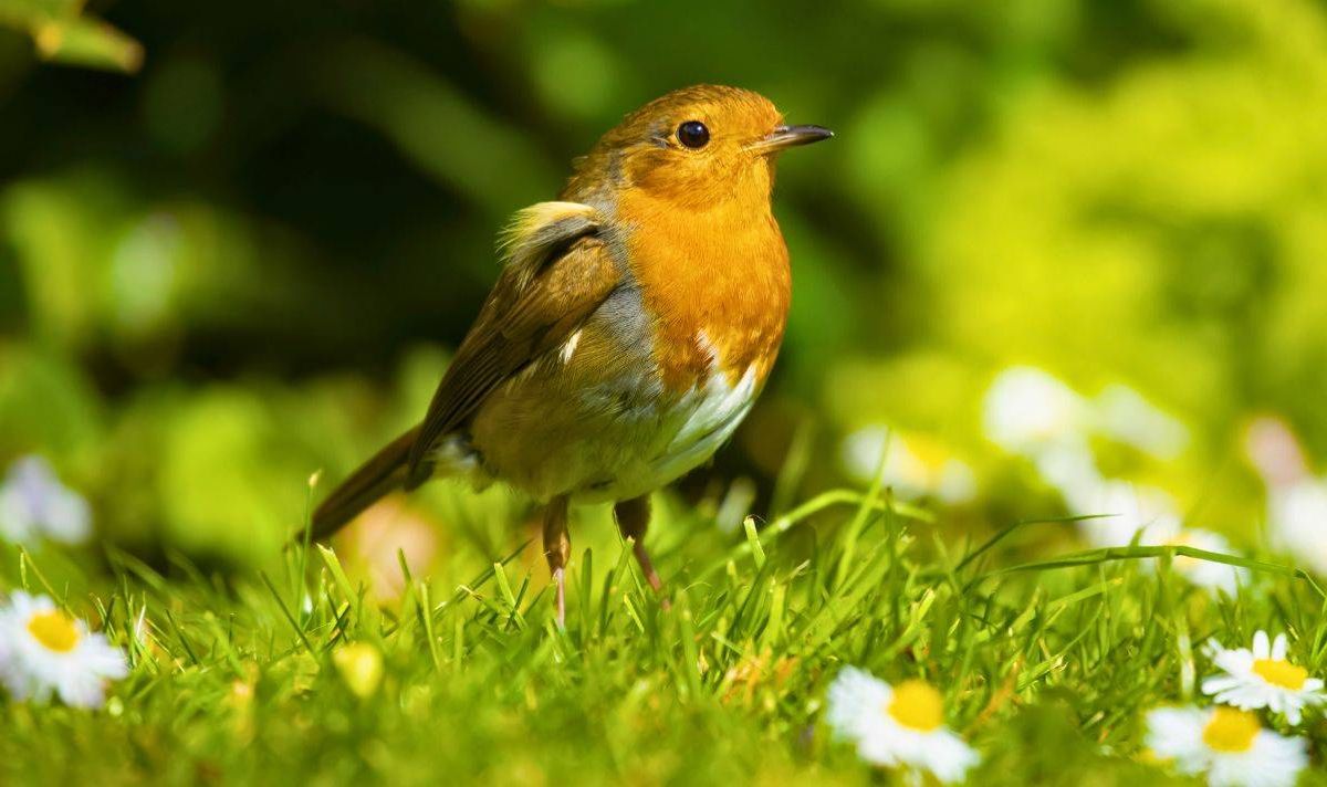 Picture of a robin on a lawn