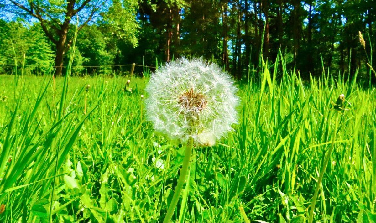 A white and puffy dandelion.