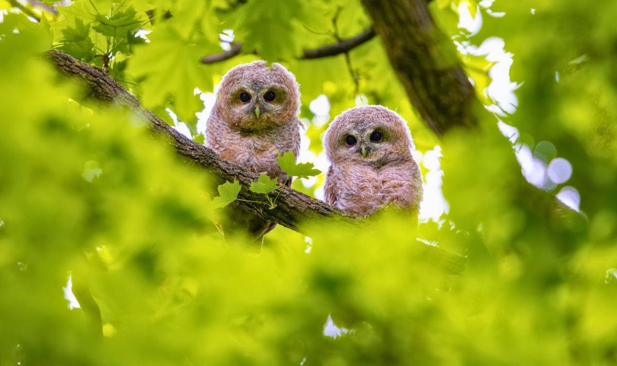 Picture of baby owl chicks in a tree