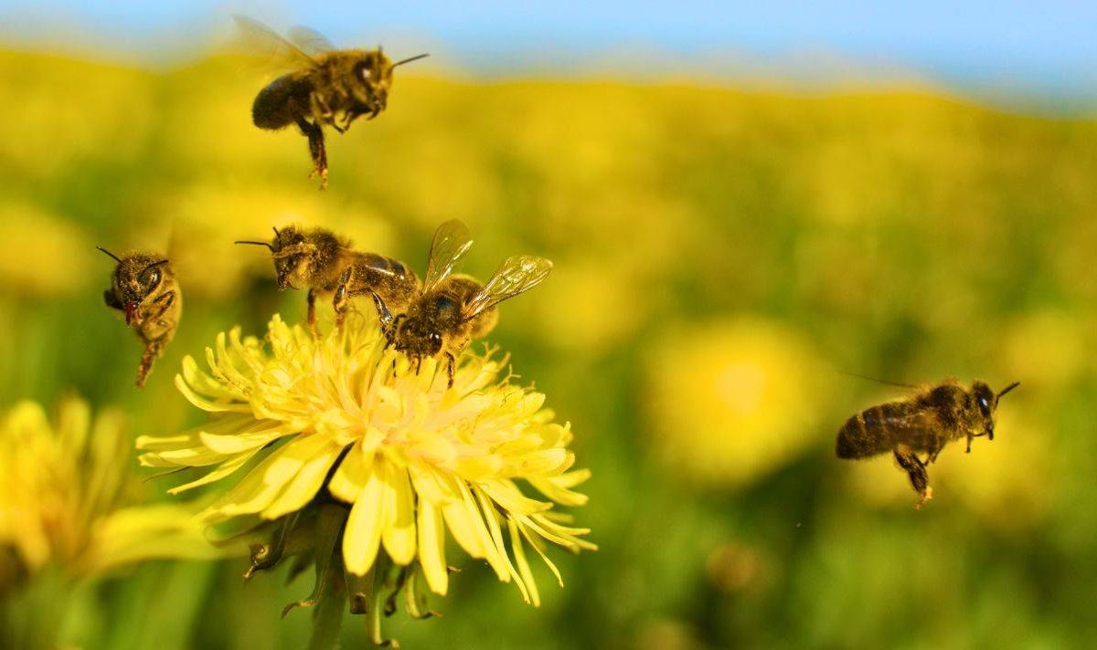Picture of lots of bees around dandelions.