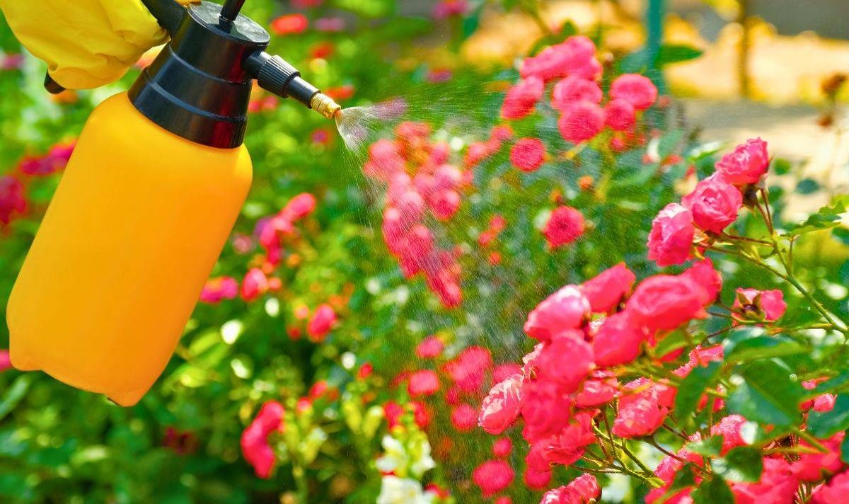 Picture of roses being sprayed by a gardener 