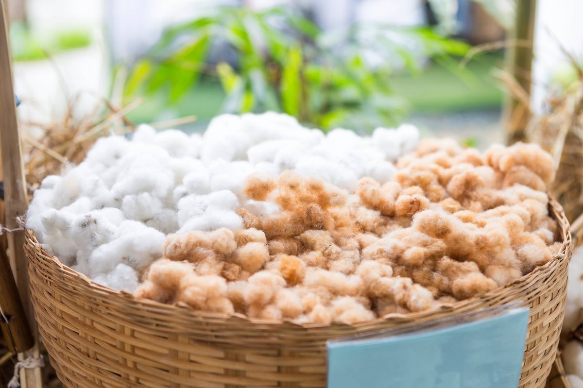 Picture of sheep wool in a garden