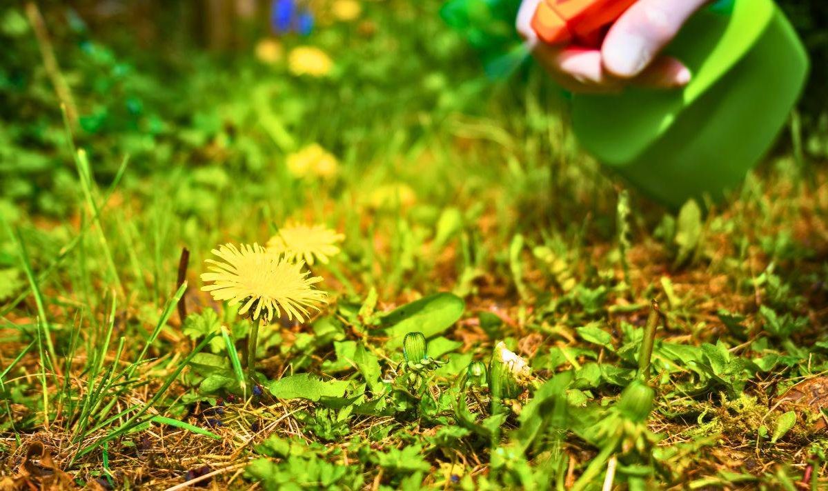 A person spraying a dandelion weed. 