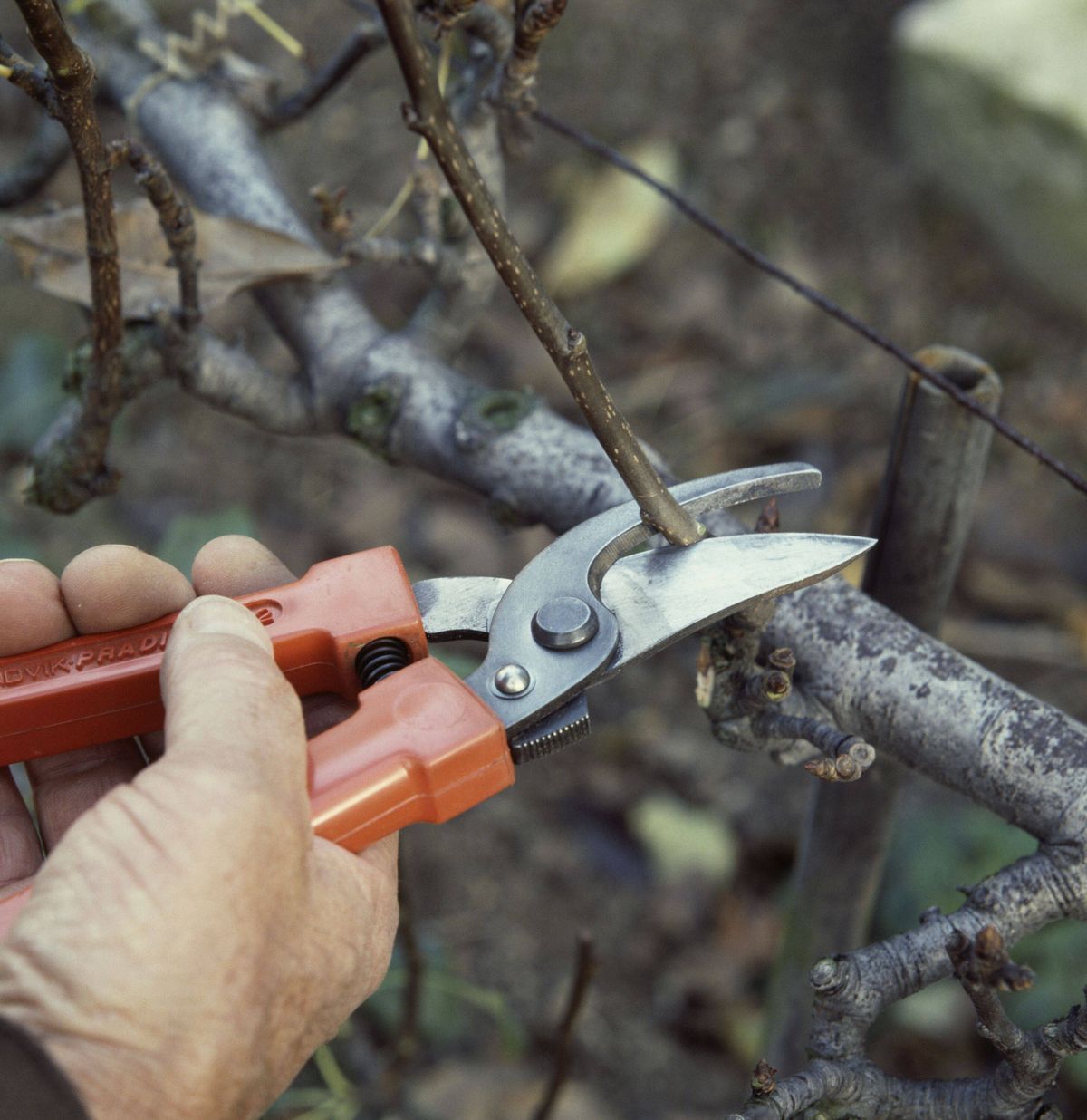 Pruning with secateurs