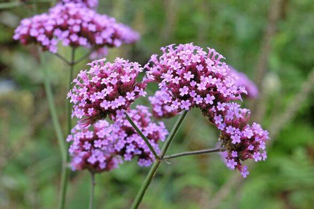 Pretty blooming verbena.