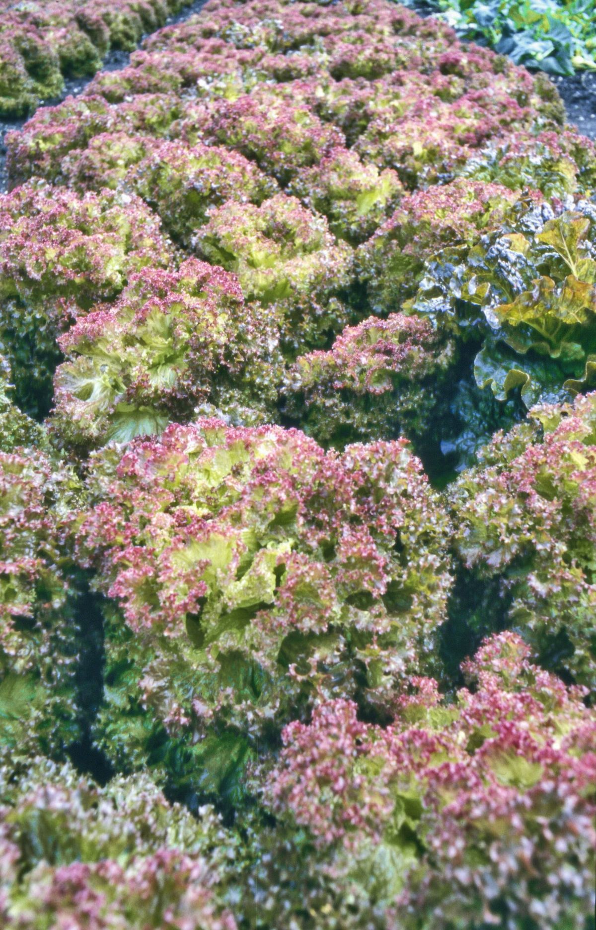 Red lettuce
