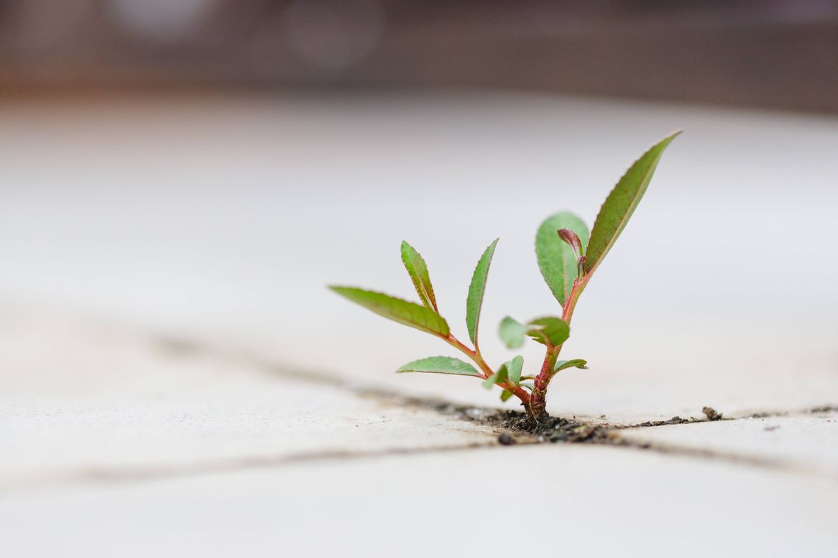 This captivating close-up image features a small but resilient green plant emerging from a crack in a tile, symbolizing new life, hope, and perseverance. The delicate leaves and stem highlight the beauty of nature striving to thrive even in challenging conditions. Perfect for themes related to growth, resilience, and the environment, this photograph emphasizes the symbolism of renewal and the beauty of small beginnings. Ideal for use in educational, environmental, and inspirational contexts, it underscores nature's ability to overcome obstacles.