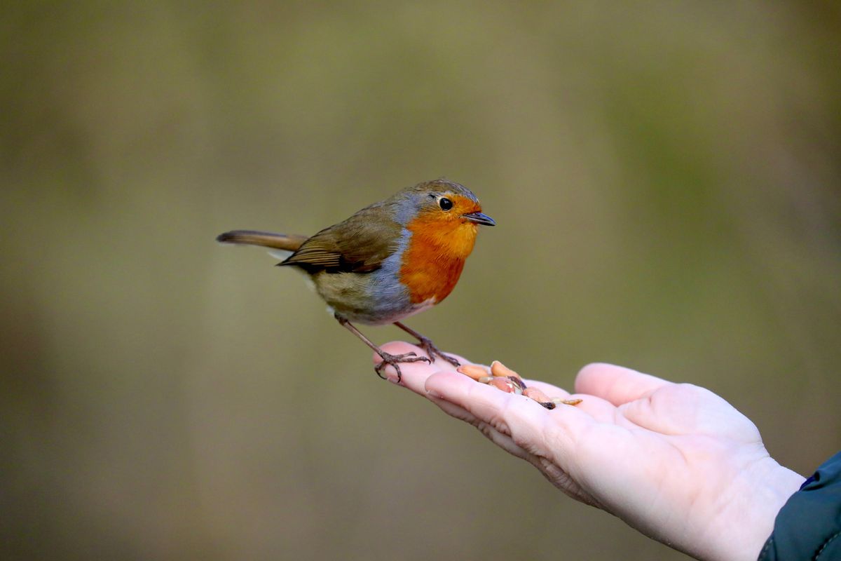 Robin redbreast feeding from a human hand