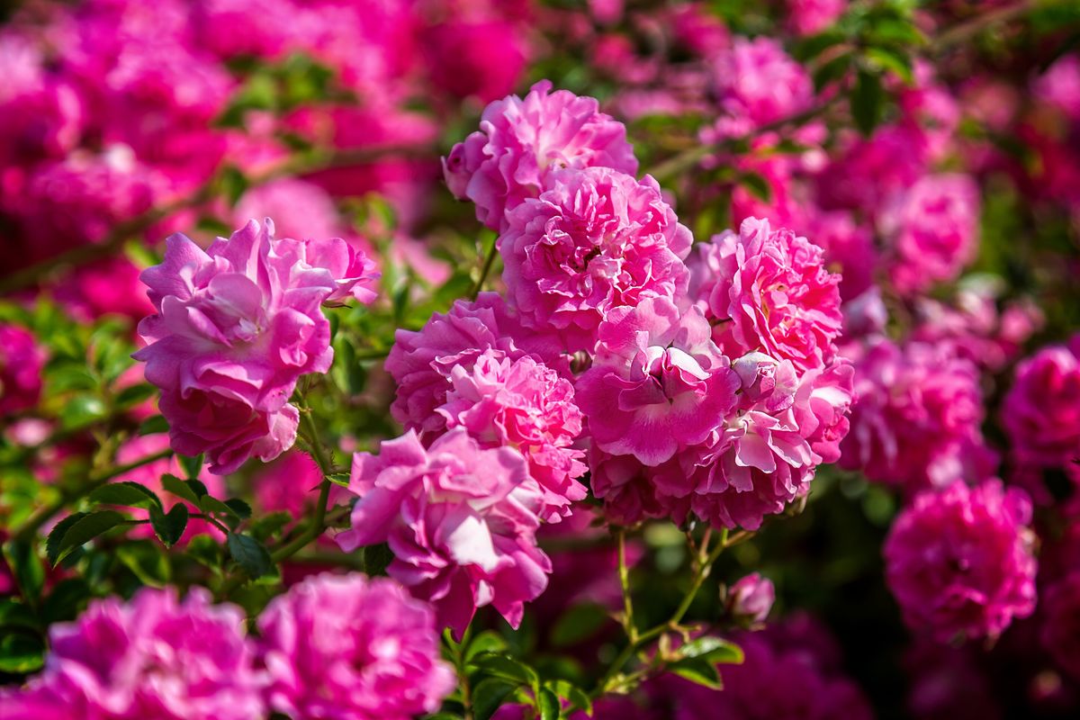 Rose pink Bonica 'Meidomonac', Rosaceae