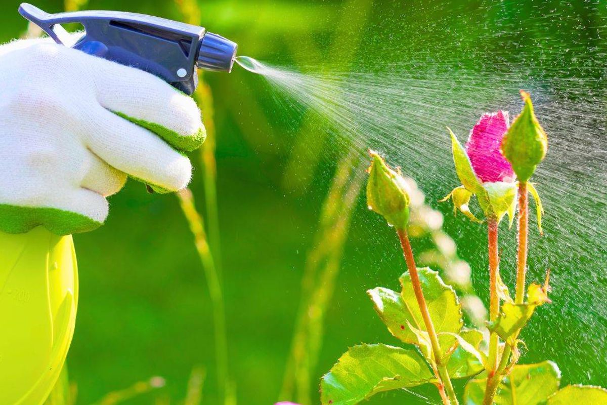 Roses will stay healthy and disease-free if sprayed with an everyday household item in spring