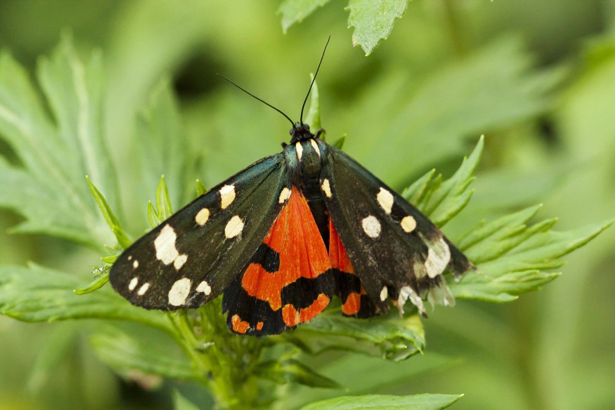 Scarlet tiger moth.