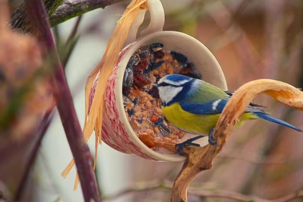 Gardeners are being urged to put mugs in the garden this spring to help the birds